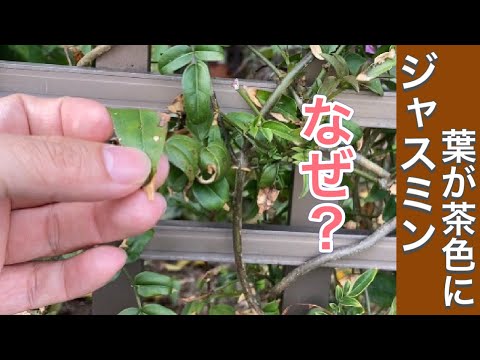 一般的なパイプブッシュ、偽ジャスミン 植物