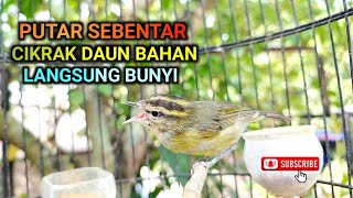Download lagu SUARA AMPUH BIKIN CIKRAK DAUN OMBYOKAN Langsung NYAUT❗ mp3