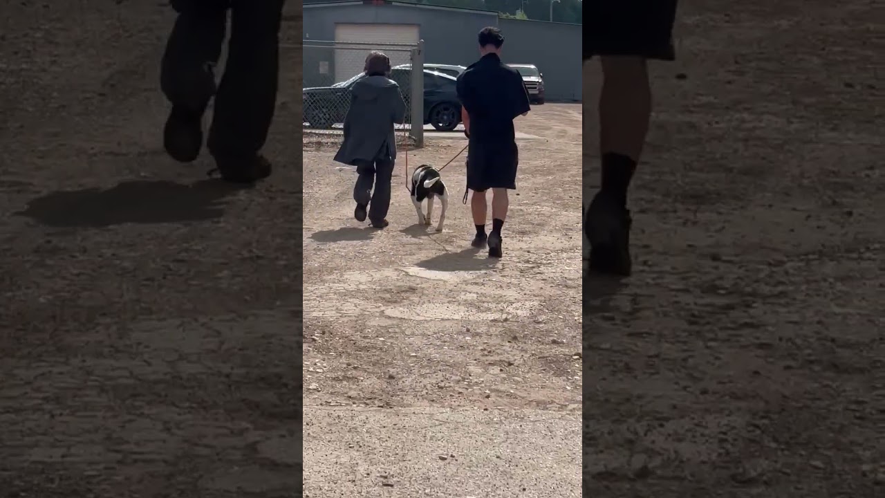 Damon video