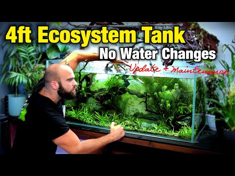 HUGE 4FT ECOSYSTEM UPDATE & MAINTENANCE (no water change in 5 months) | MD FISH TANKS