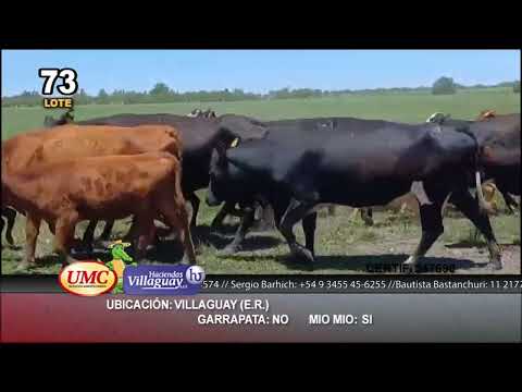 Lote 20 Vacas nuevas C/ cria en Villaguay, Entre Ríos