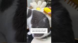 Download lagu 3 Worst Cat Breeds For First Time Owner! 🙀 mp3