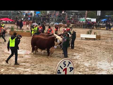 EXPO PALERMO 2018 ARGENTINA Coronación Gran Campeón Hereford