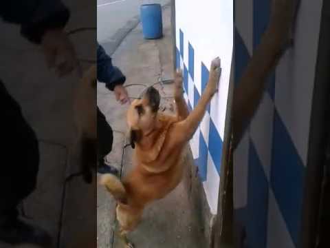 Cachorro do Bruno da Auto Peças Daneluz corre atrás de crianças de bicicleta e toma enquadro da Polícia