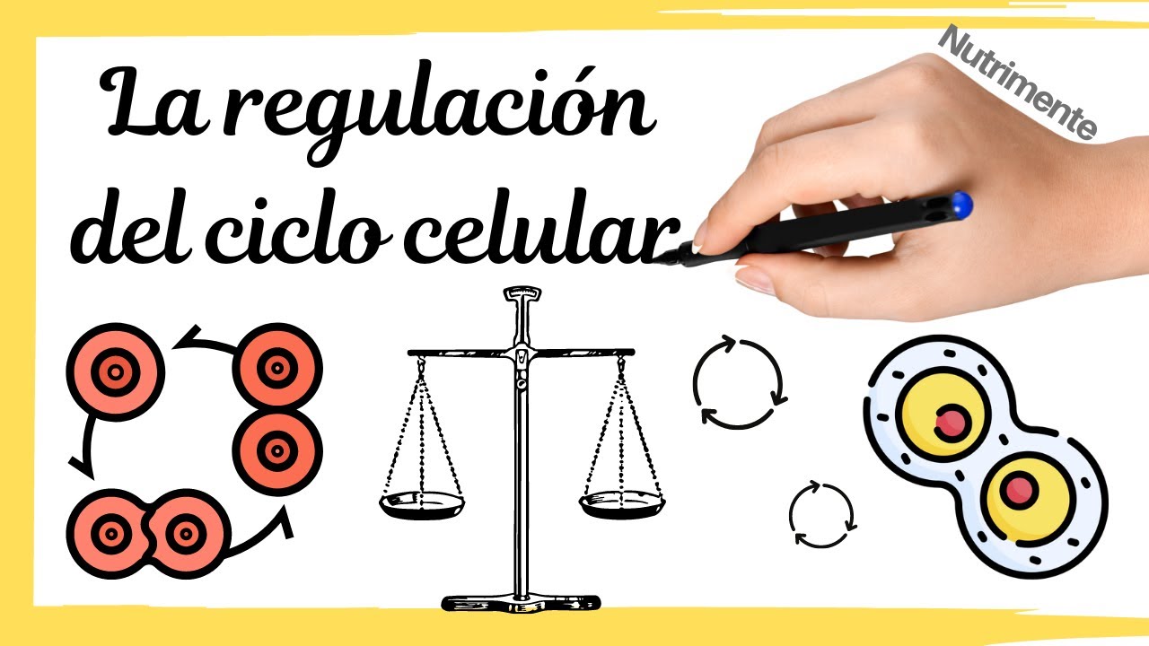 La REGULACIÓN del Ciclo Celular