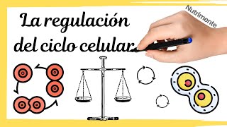 La REGULACIÓN del Ciclo Celular