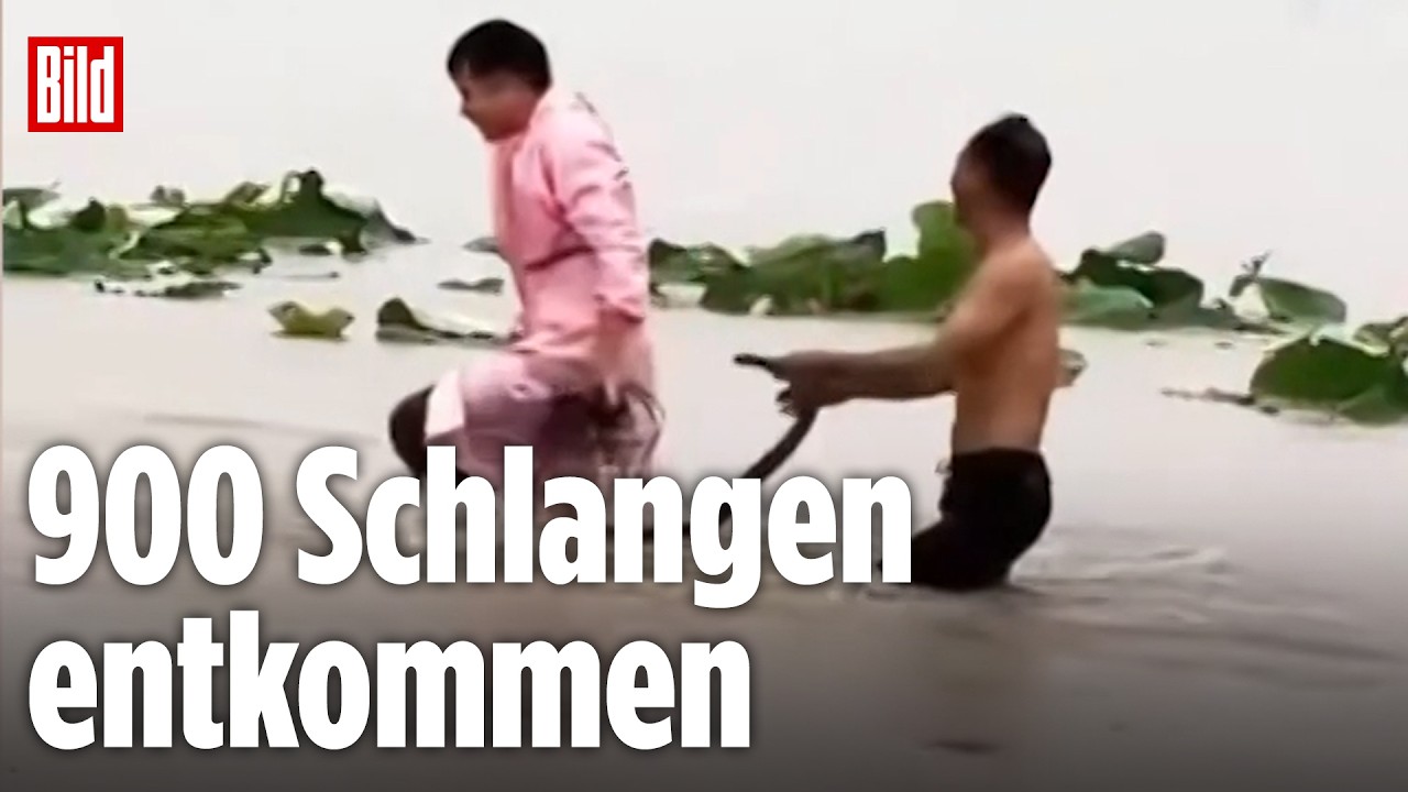 Überflutete Zuchtfarm in China: Hochwasser spült Hunderte Schlangen an