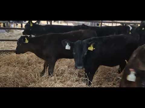 10 Heifer calves for sale - Image 2