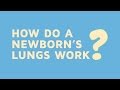 How Do A Newborn S Lungs Work