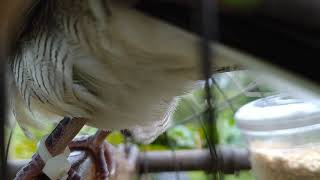 Download lagu Merbok tandang SiDaka mp3