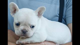 Video preview image #1 French Bulldog Puppy For Sale in NARVON, PA, USA