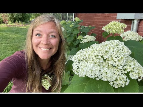Incrediball Hydrangea Update: : What I have learned and Why I would grow it again! //FlowerFanatic