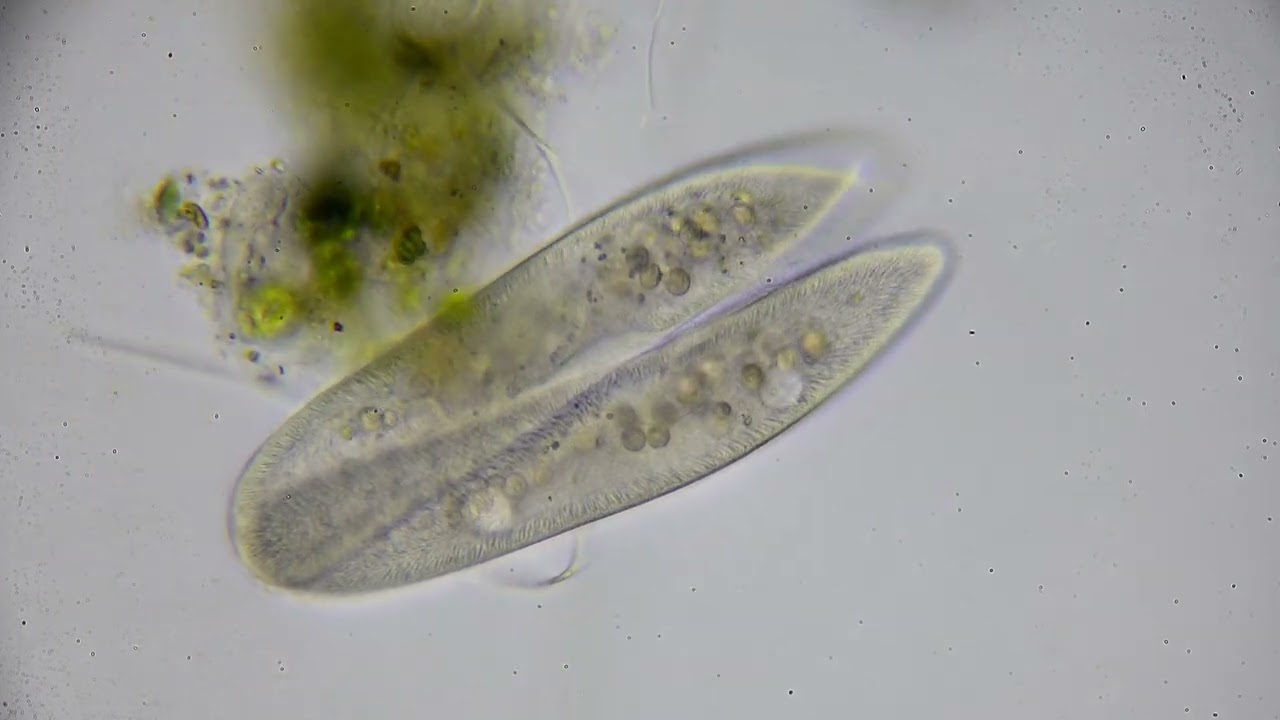 カオスなゾウリムシ