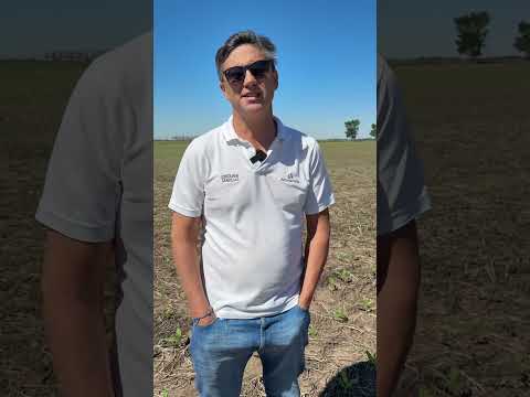 🌽 Grabando material en la zona rural de Clason (Santa Fe), junto a Criolani Semillas