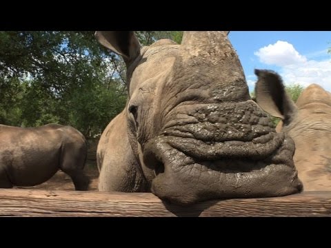 Burning ivory, waging war: world battles poaching in 2016