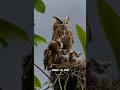 Seychelles Scops Owl Is One Of The Stunning Bird In The World Birds Seychelles Scops Owl Shorts