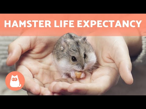 YouTube video about Steps to Extend the Lifespan of Your Hamsters