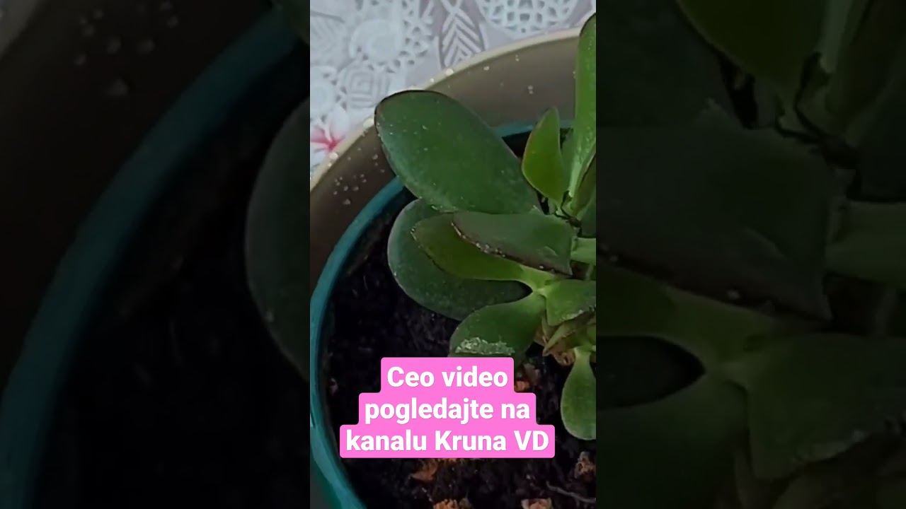 Ovo je jedan od najboljih načina za zalivanje biljaka u zatvorenom prostoru