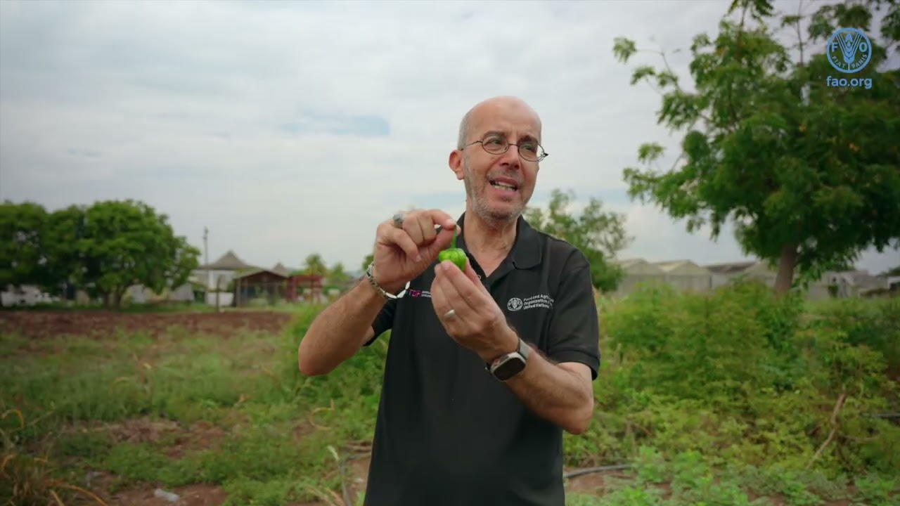 Pre and Post Harvest Management for Hot Peppers