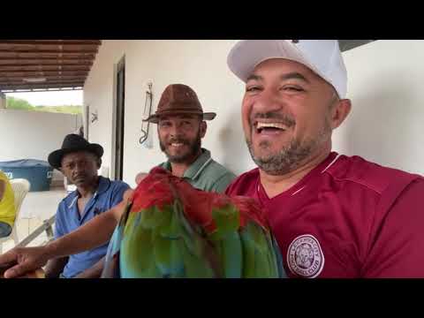 LIVE DO LANÇAMENTO -  CANAL CHARLLES E DA ROÇA SINCERA | PARTICIPAÇÃO DE TIRINGA E TÕE