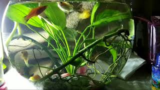 Macha fish pot beginning