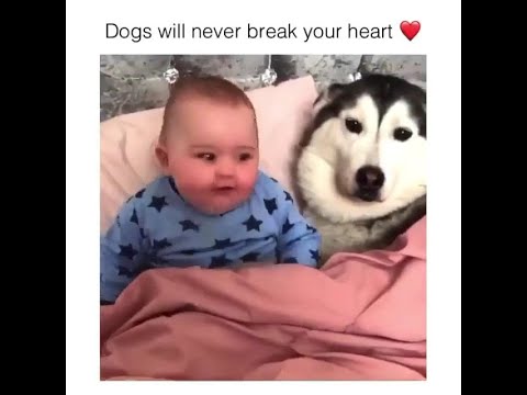 Dogs will never break your heart