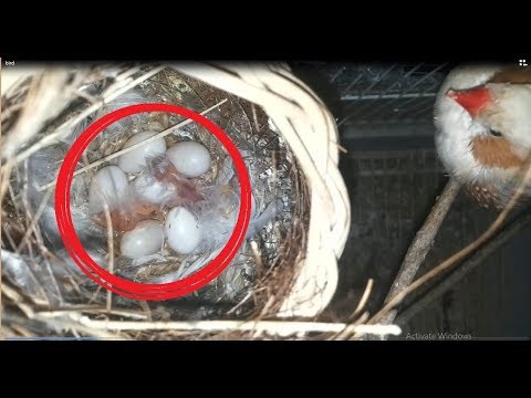 The Smallest Bird you have ever seen