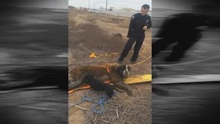 Doxie saves his friend's life