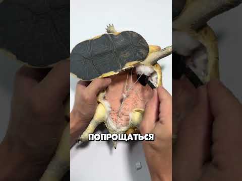 30 лет вместе — и всего два лайка #shorts