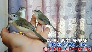 Download lagu LIMA MENIT SUDAH CUKUP UNTUK MENGENALI SUARA ANAKAN CIBLEK SAWAH JANTAN DAN BETINA mp3 Download lagu LIMA MENIT SUDAH CUKUP UNTUK MENGENALI SUARA ANAKAN CIBLEK SAWAH JANTAN DAN BETINA mp3
