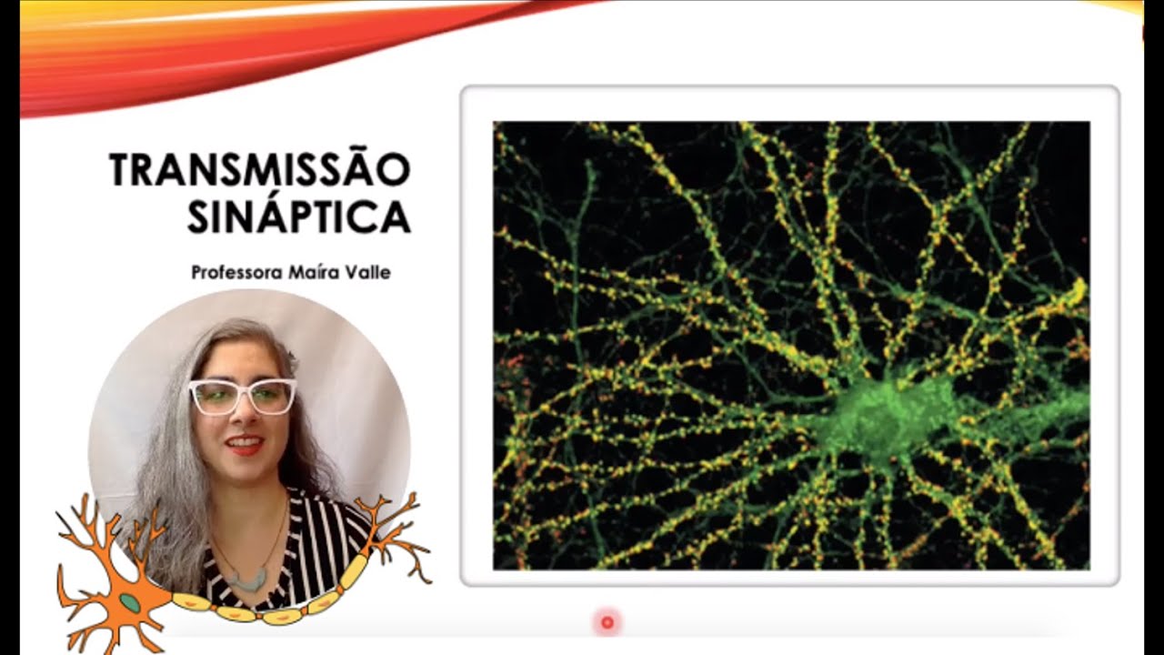 Aula 4 - Transmissão Sináptica
