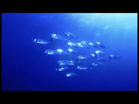 Didyé Kgrin ek Tikok Velay - La Réunion