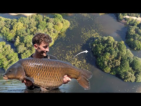 THE BEST CARP IN LONDON - The Island Campaign