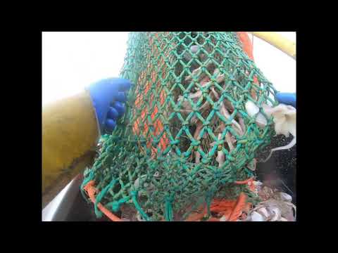 This is how we do it.Beam Trawling #fishfilletfeast #julieofladram #spinlock