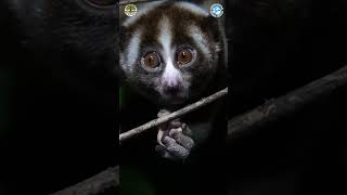 Download lagu Have You Ever Seen A Slow Loris Before? mp3 Download lagu Have You Ever Seen A Slow Loris Before? mp3