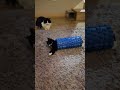 Roley Poley Kitty