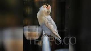 Download lagu Masteran lovebird konslet yakin disertai gemercik air mp3