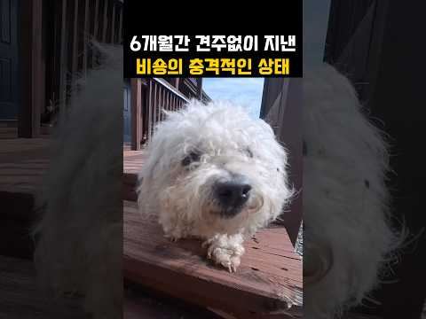 6개월간 사람없이 지낸 비숑의 위생상태