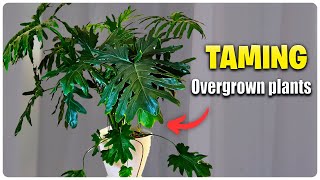 This One Tool Stops Semi Hydroponics Plants from Taking Over Your Space