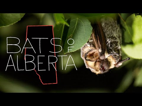 The Bats of Alberta | Documentary on Bats, Conservation & White-Nose Syndrome