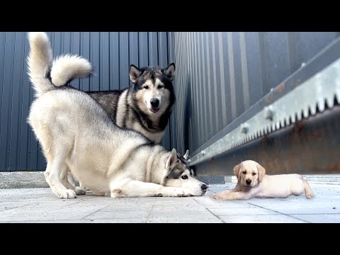 Собаки Напали на Лабрадора-Ретривера у нас в гостях!