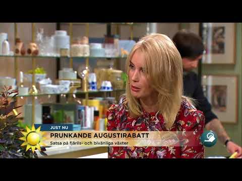 Trädgårdsmästaren: "jag vet vad jag håller på med"  - Nyhetsmorgon (TV4)