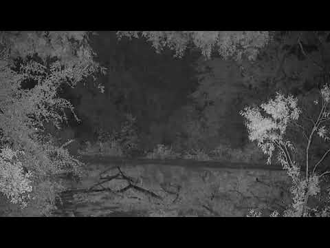 Djuma: Common Grey Duiker on the dam wall - 00:10 - 12/02/20