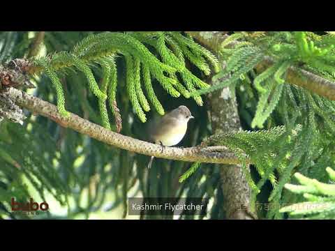 South India Birding Tours