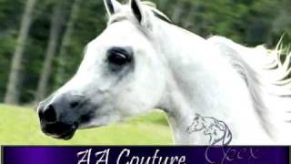 preview picture of video 'Arabian Stallion AA Couture'