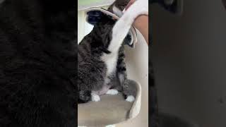 目ヤニをふきふき