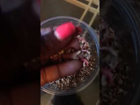 Ingredient Of The Day #8... Devils Claw Root