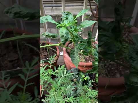 苗が枯れるのを防ぐにはどうすればよいですか？発芽した植物が剛性を欠いて倒れた場合はどうすればよいですか？  庭園