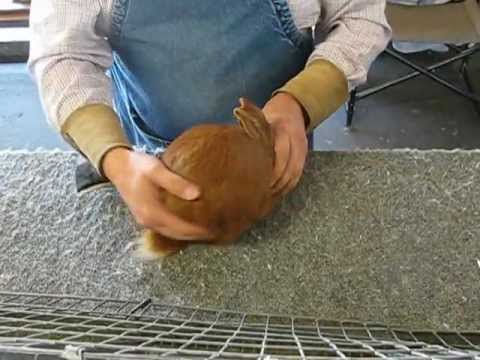 Thrianta Buck got DQ'd in show 3 at the Monterey Show 8 11 2012