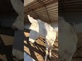 Silver is such a good boy 🥰 #shorts #shortsvideo #donkey